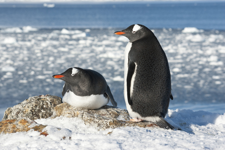 Njemački liječnici savjetuju: Hodajte po ledu poput pingvina