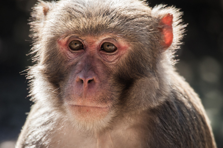 Novi koronavirus inficira genitalije kod mužjaka majmuna