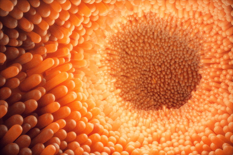 Oralna bakterija može ubrzati rast raka debelog crijeva