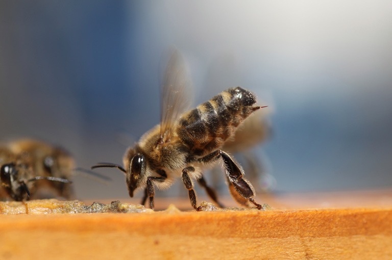 Otrov pčela može izazvati smrt stanica agresivnog raka dojke