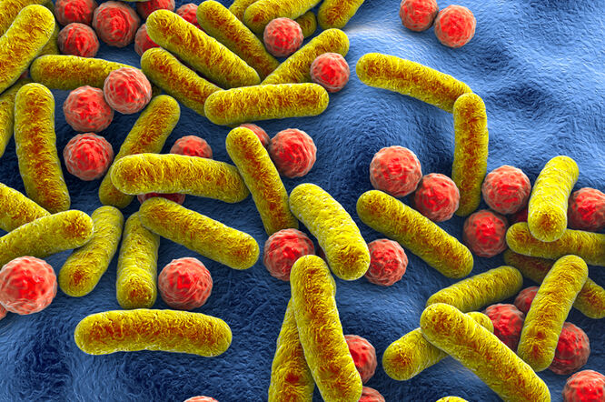 Prehrana s visokim udjelom masti omogućuje crijevnim bakterijama ulazak u mozak putem vagusnog živca