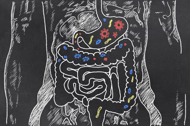 Preoblikovanje crijevnog mikrobioma moglo bi biti mogući način prevencije ili liječenja neurodegeneracije