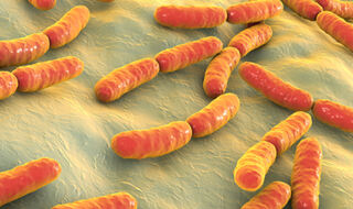 Probiotska terapija može ponuditi jednostavnu strategiju za sprječavanje prijevremenog poroda