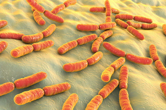 Probiotska terapija može ponuditi jednostavnu strategiju za sprječavanje prijevremenog poroda