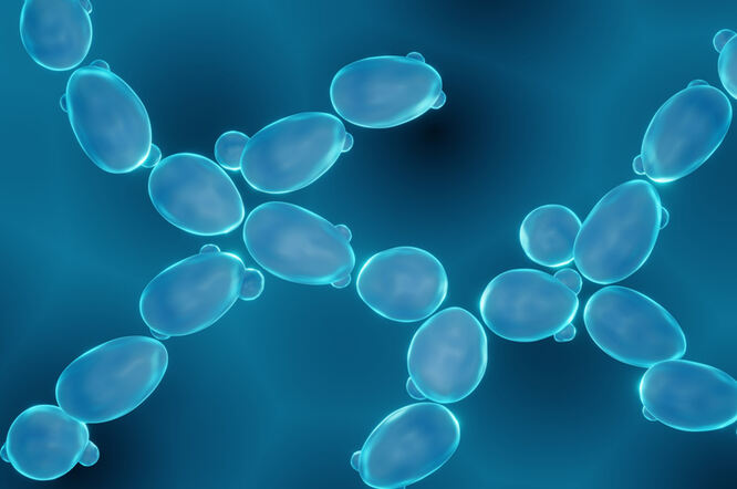 Stanice kvasca obećavajuća platforma za isporuku lijekova