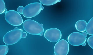 Stanice kvasca obećavajuća platforma za isporuku lijekova