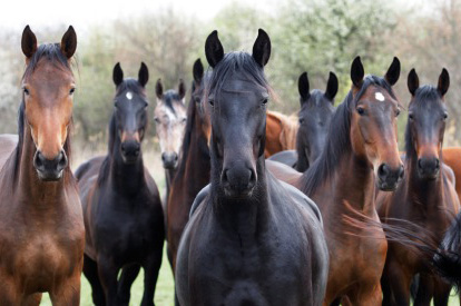 U Hrvatskoj šest konja zaraženo virusom Zapadnog Nila