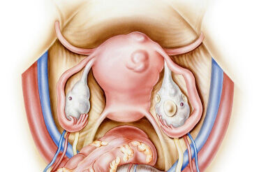 Uklanjanje jajnika može povećati rizik od osteoporoze i ateroskleroze