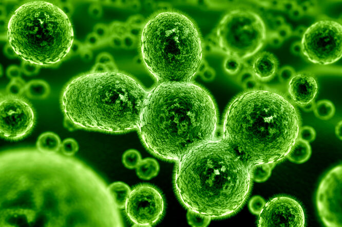 Umjetno stvorene crijevne bakterije uspješno liječe metaboličke pokretače bolesti jetre