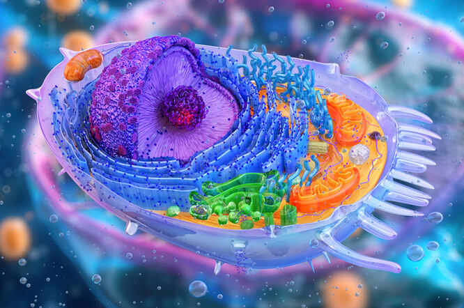 Urođeni imunitet i metabolički stres potiču jedinstveni oblik stanične smrti