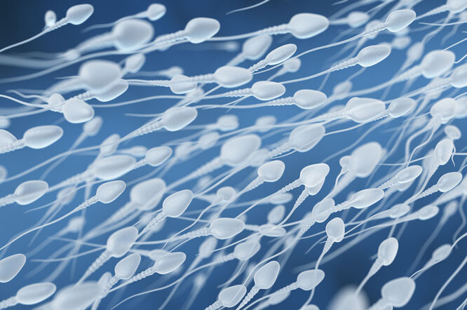 Utjecaj mikrobioma sperme na mušku plodnost