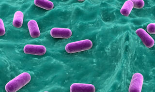 Vaginalni mikrobiom ima ulogu u zdravlju trudnoće i riziku od prijevremenog poroda