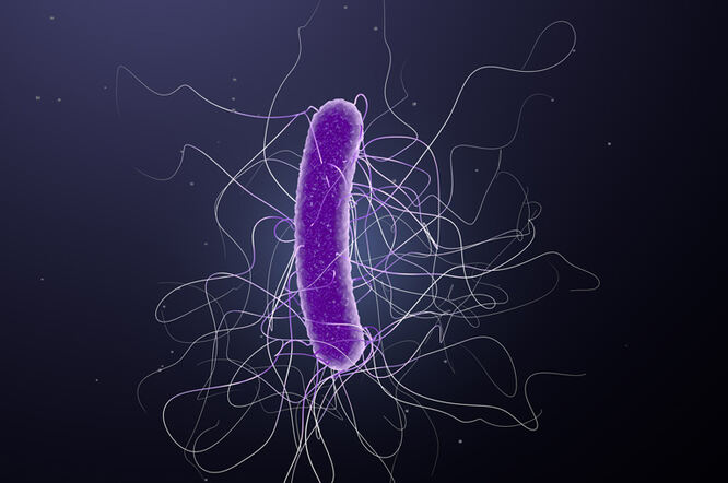 Visoka doza VE303 sprječava ponovnu infekciju s Clostridioides difficile