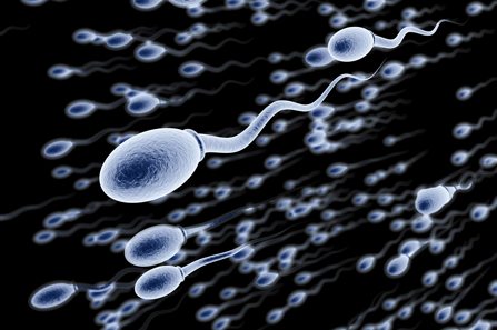 Začeće moguće bez spajanja spermija i jajašca 