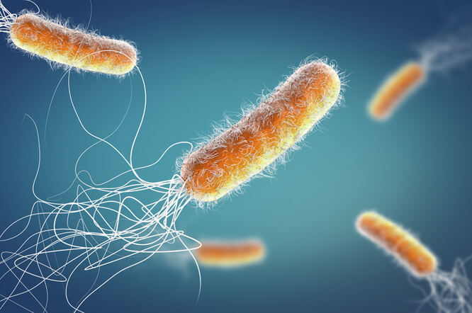 Željezo određuje rast, stvaranje biofilma i virulenciju Pseudomonas aeruginosa u plućnim infekcijama