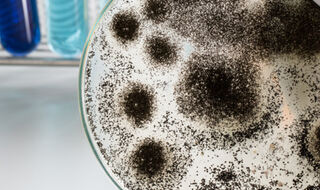 Znanstvenici upozoravaju na tihi porast rezistentnih gljivica