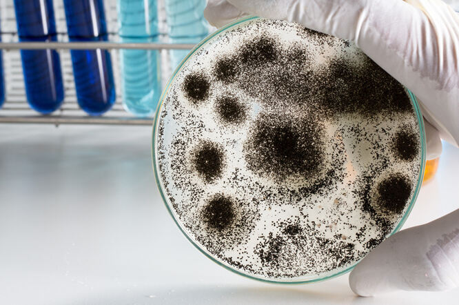 Znanstvenici upozoravaju na tihi porast rezistentnih gljivica